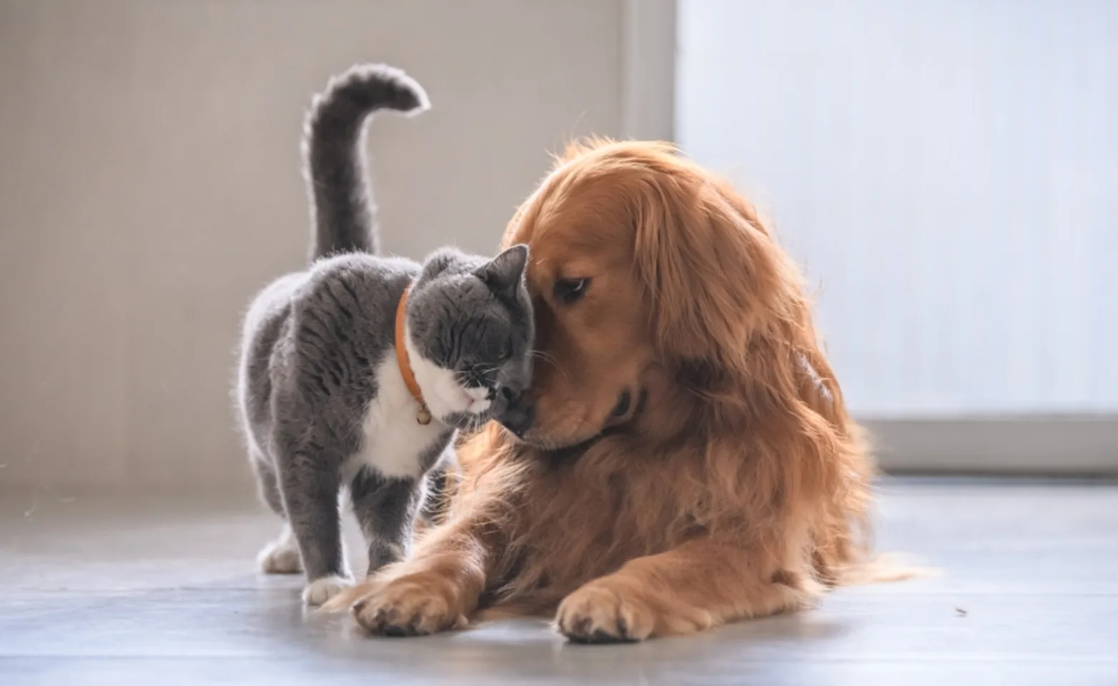 A dog and cat snuggling